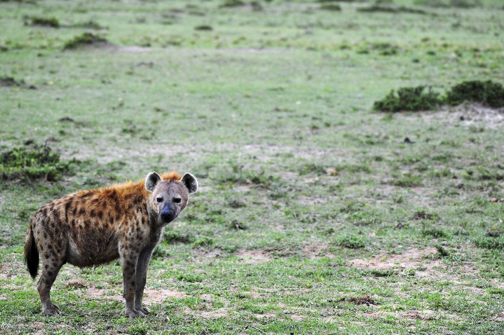 Detail of Kenya, Masai Mara National Reserve, spotted hyena by Anonymous