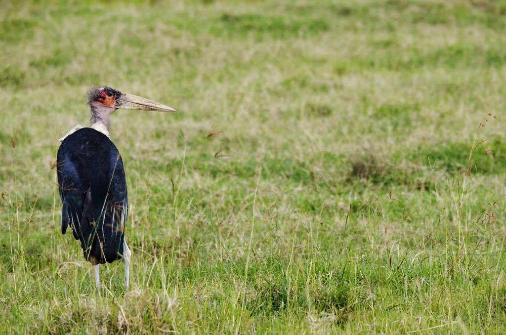 Detail of Kenya, Lake Nakuru National Park, Marabou Stork by Anonymous