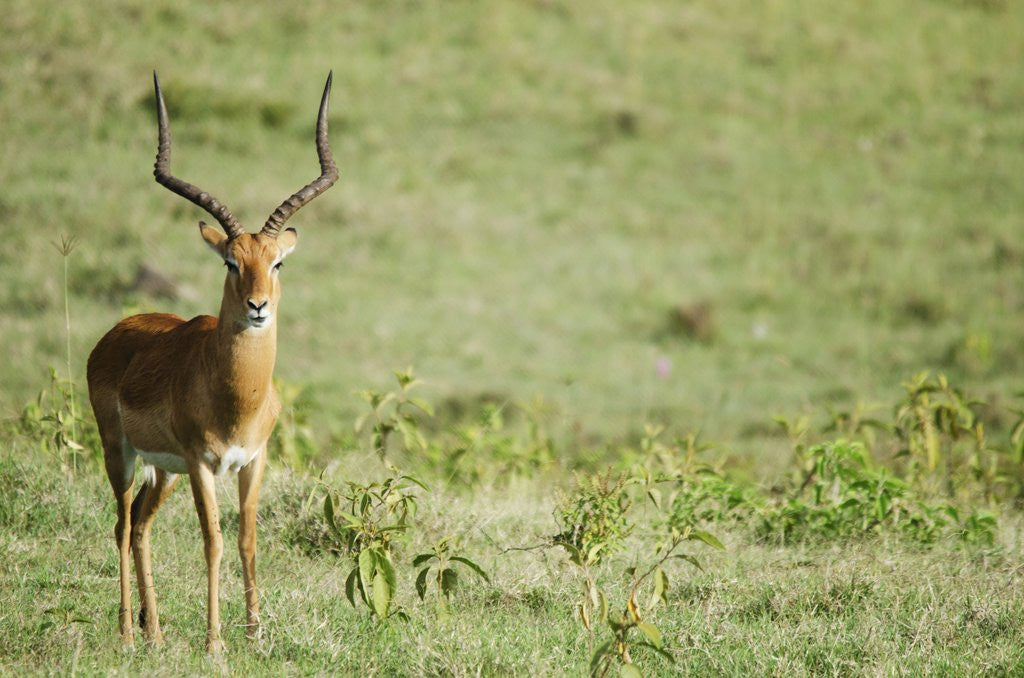 Detail of Kenya, Lake Nakuru National Park, Male Impala (Aepyceros melampus) by Anonymous