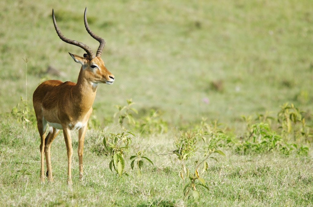 Detail of Kenya, Lake Nakuru National Park, Male Impala (Aepyceros melampus) by Anonymous