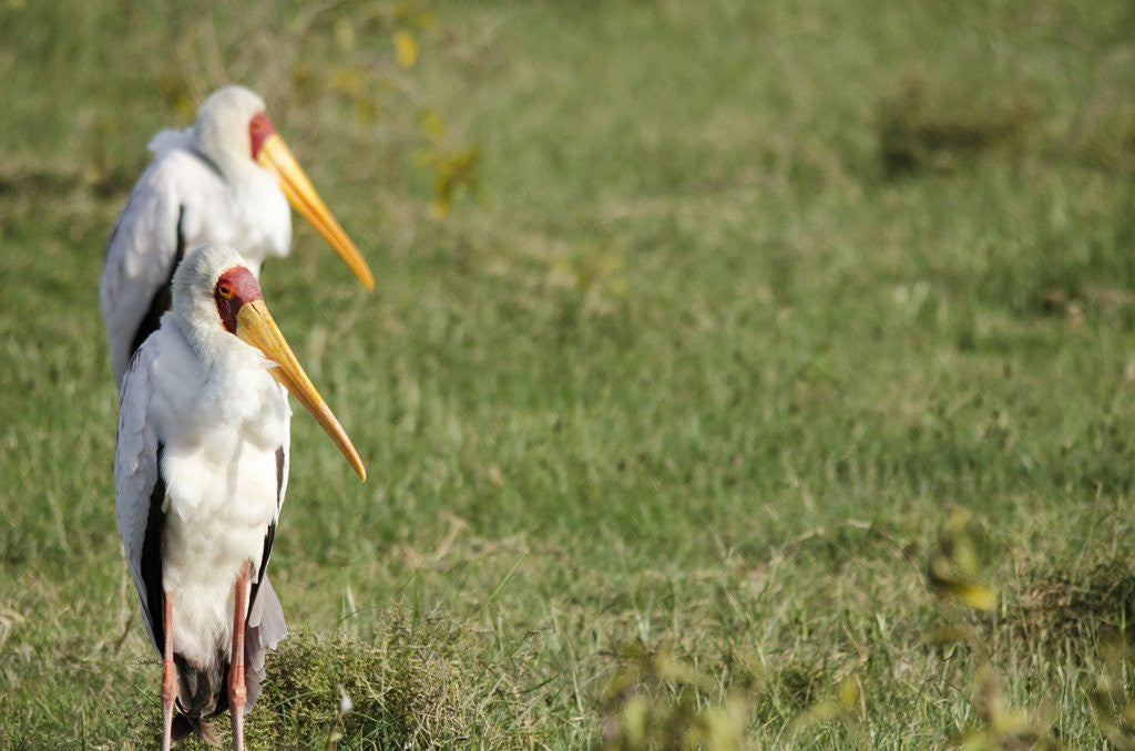Detail of Kenya, Lake Nakuru National Park, Yellow-billed Stork, Mycteria ibis by Anonymous