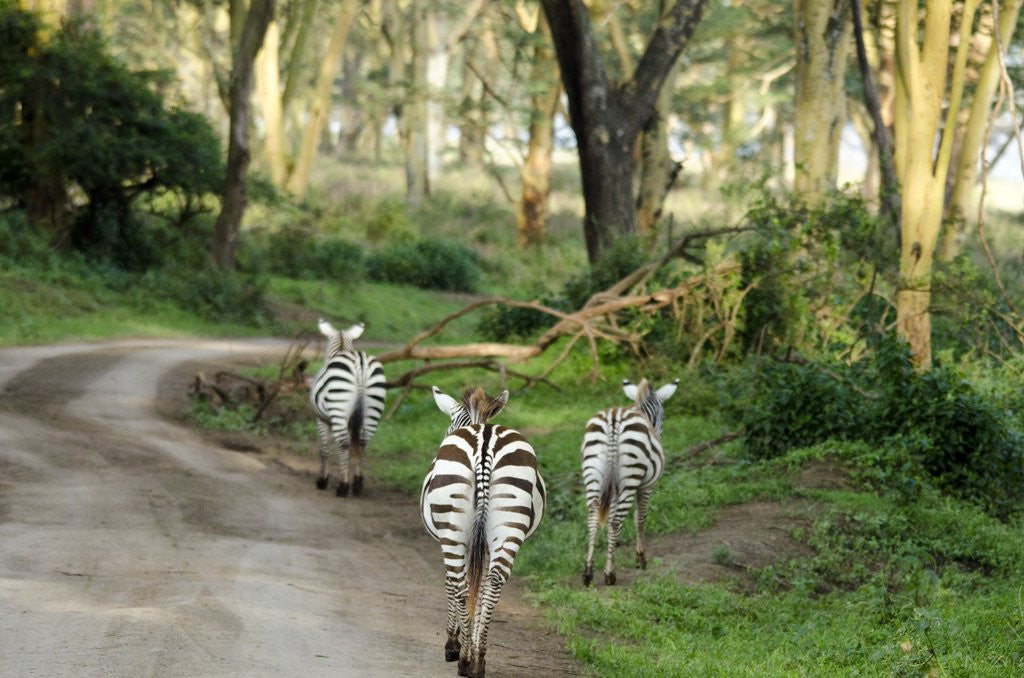 Detail of Kenya, Lake Nakuru National Park, rear view on 3 zebras at sunset by Anonymous