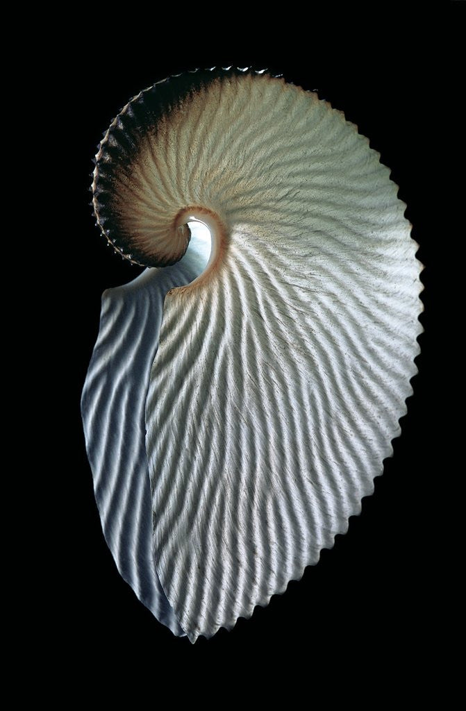 Detail of Argonauta argo by Anonymous