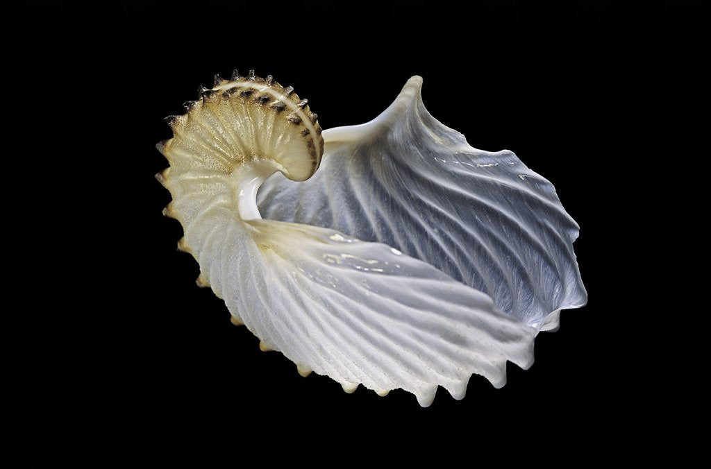 Detail of Argonauta cornuta (argonaute) by Anonymous