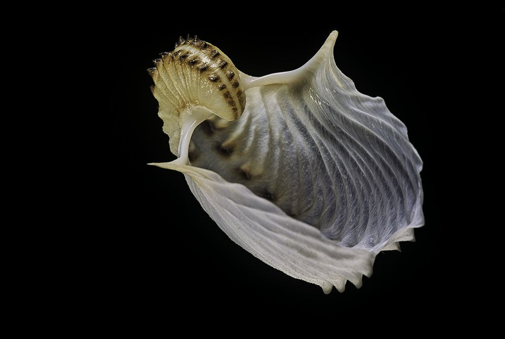 Detail of Argonauta cornuta by Anonymous
