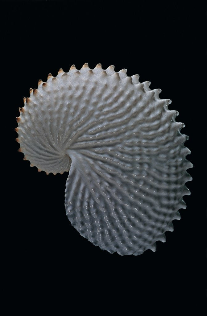 Detail of Argonauta nodosa by Anonymous