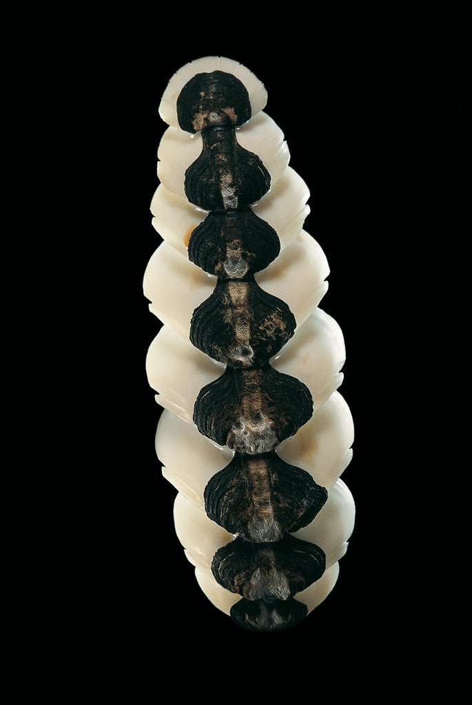 Detail of Chiton goodalli by Anonymous