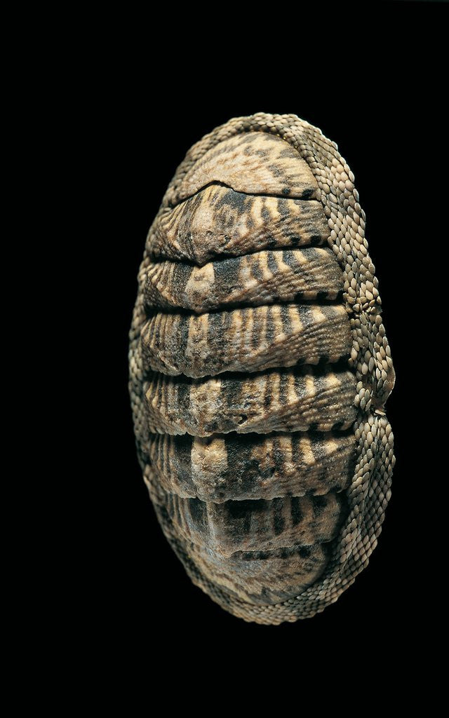 Detail of Chiton squamosus by Anonymous