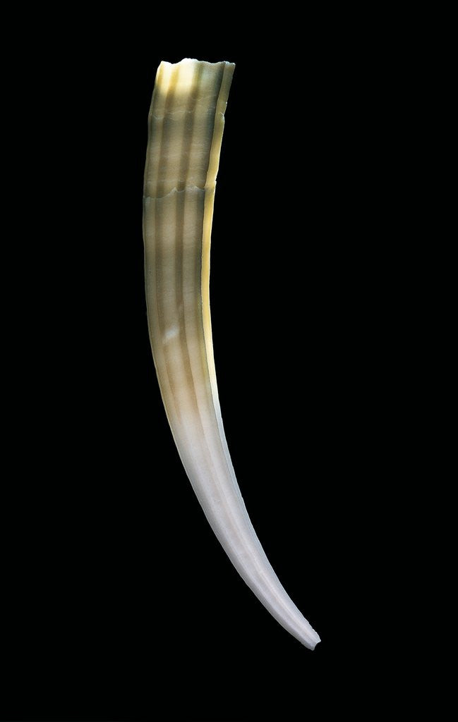 Detail of Dentalium elephantinum by Corbis