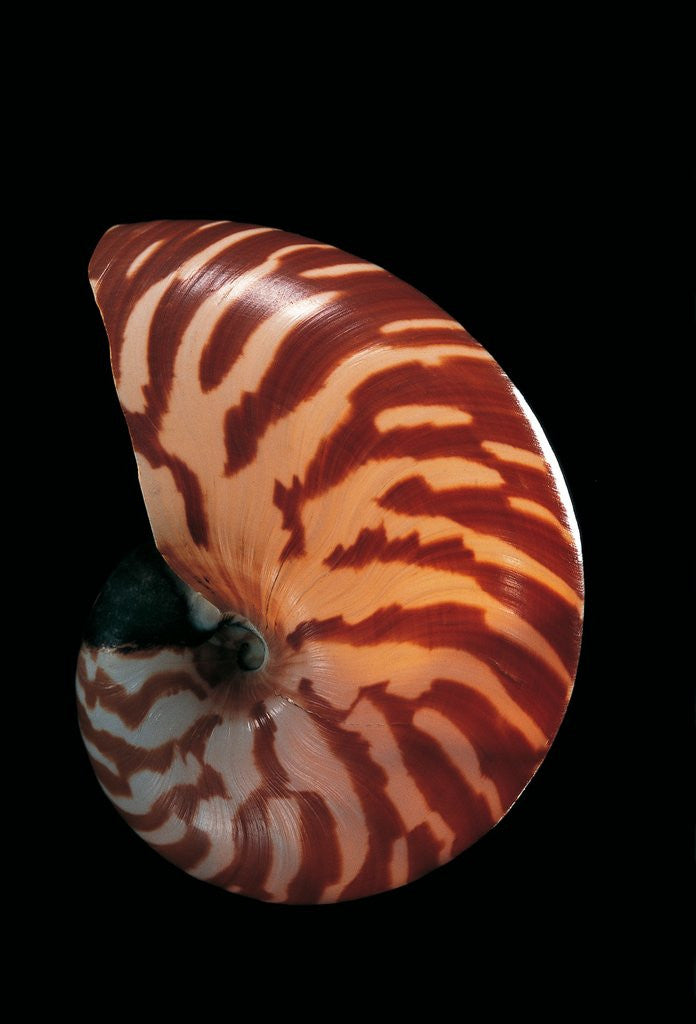 Detail of Nautilus macromphalus by Anonymous