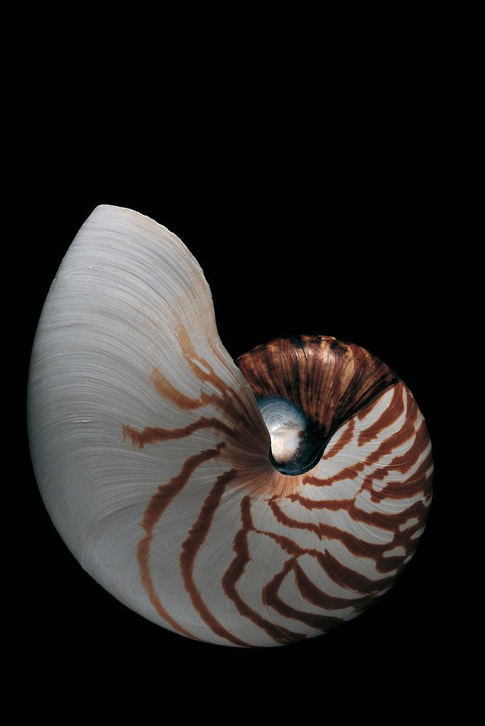 Detail of Nautilus pompilius by Anonymous