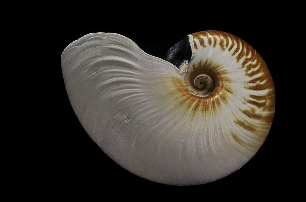 Detail of Nautilus scrobiculatus by Anonymous