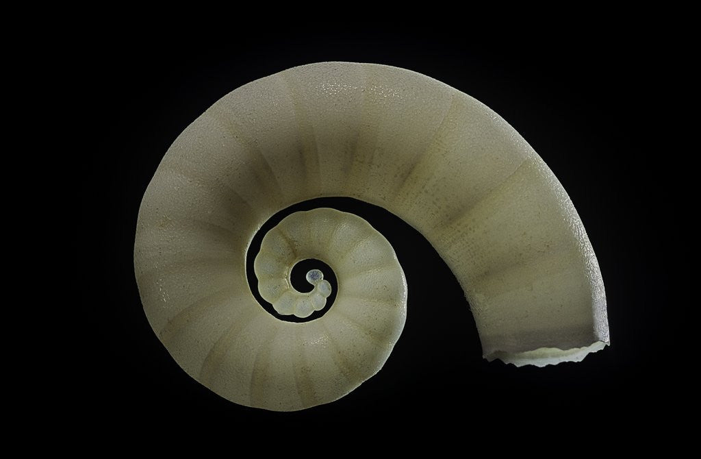 Detail of Spirula spirula by Anonymous