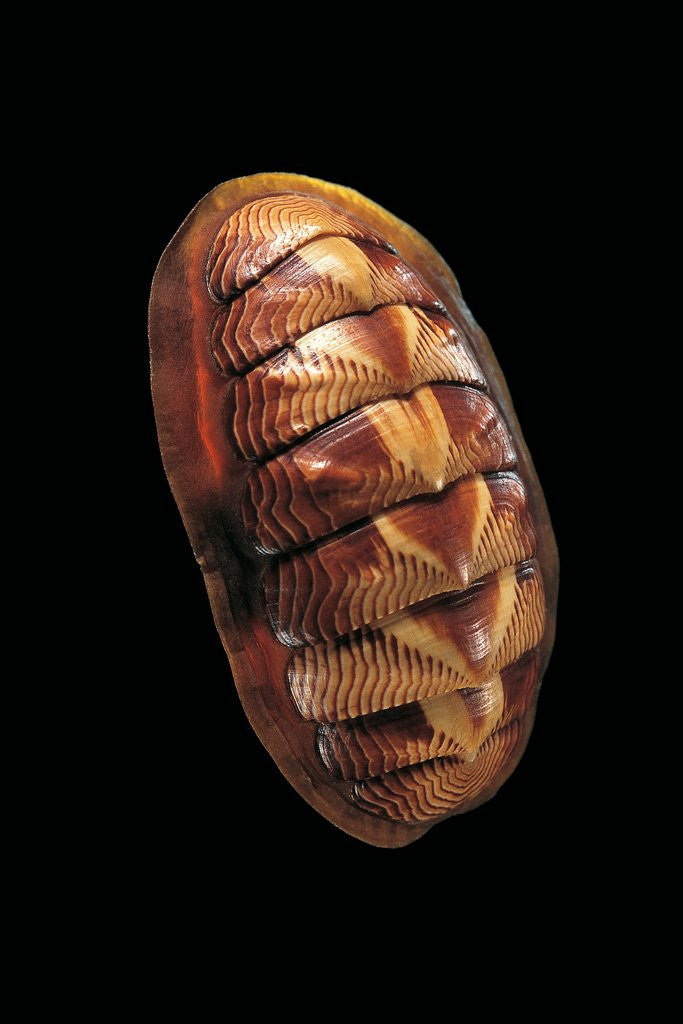 Detail of Tonicella lineata by Anonymous