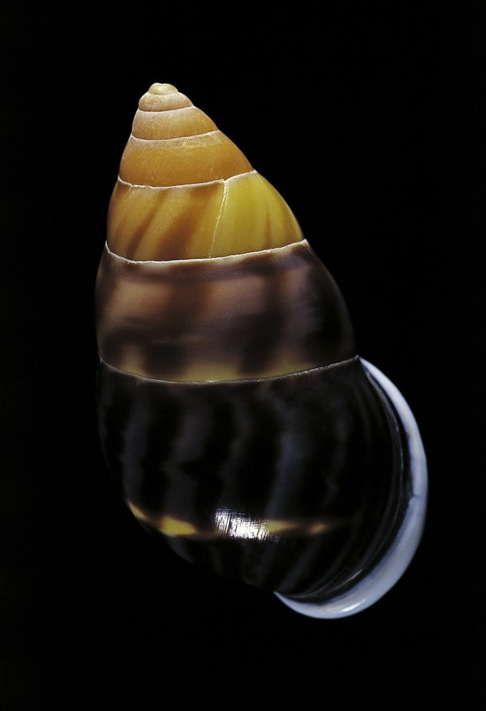 Detail of Amphidromus perversus by Anonymous