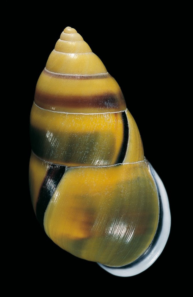 Detail of Amphidromus perversus by Anonymous