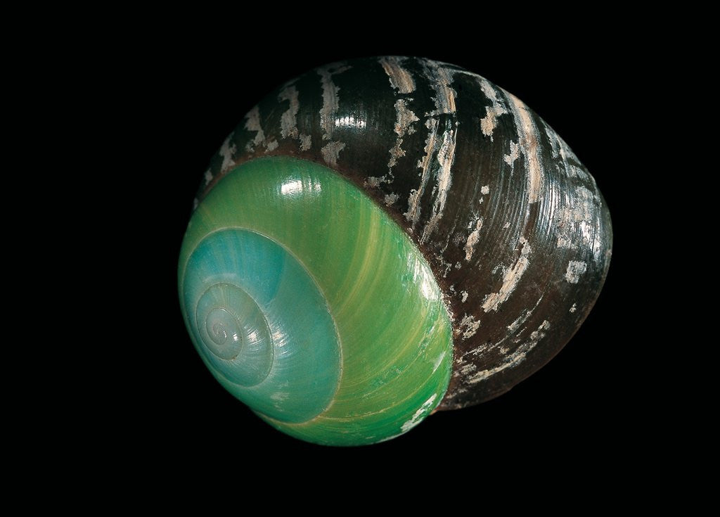 Detail of Asperitas polymorpha by Anonymous