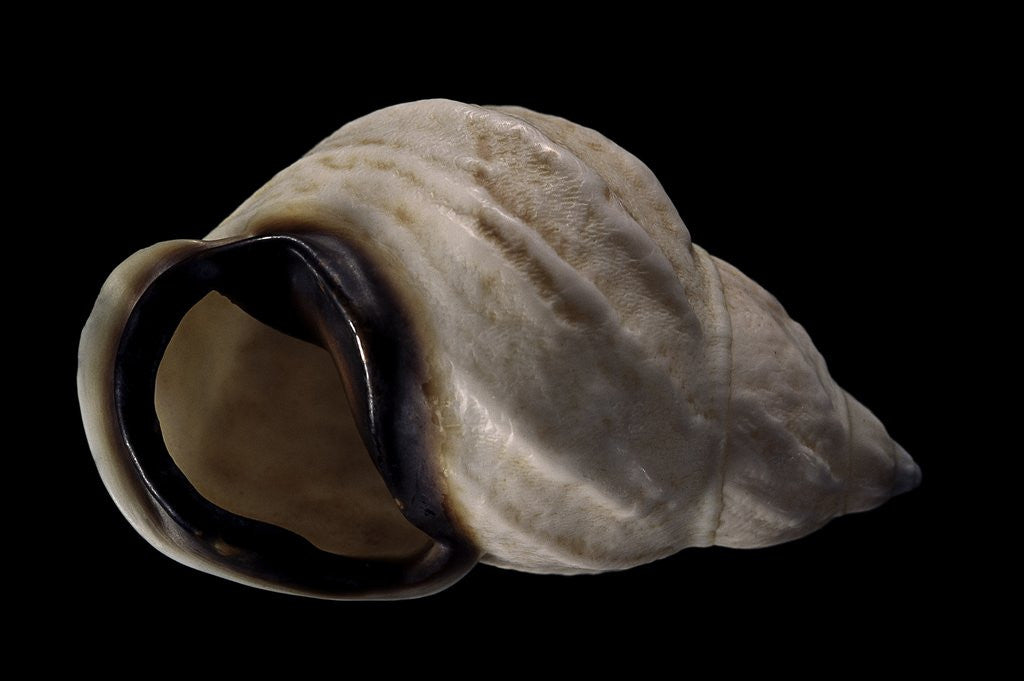 Detail of Auris bilabiata by Anonymous