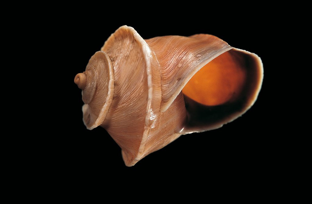 Detail of Bostryx weyrauchi by Anonymous