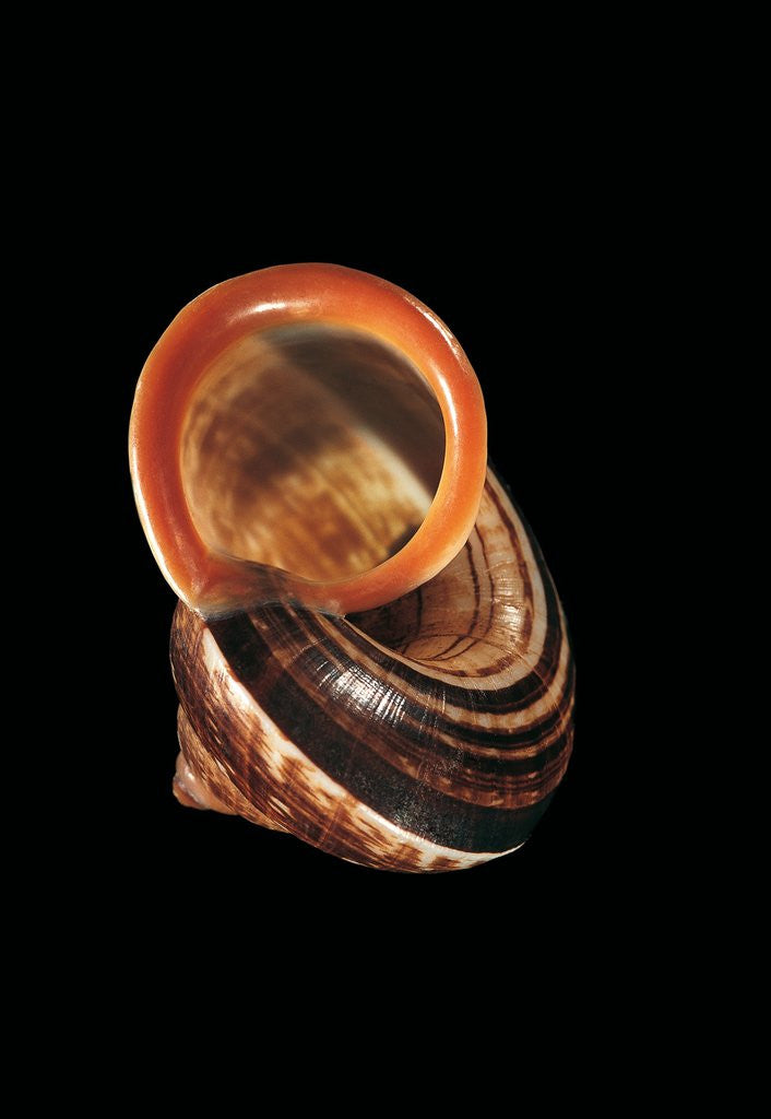 Detail of Calocochlia pyrostoma by Anonymous