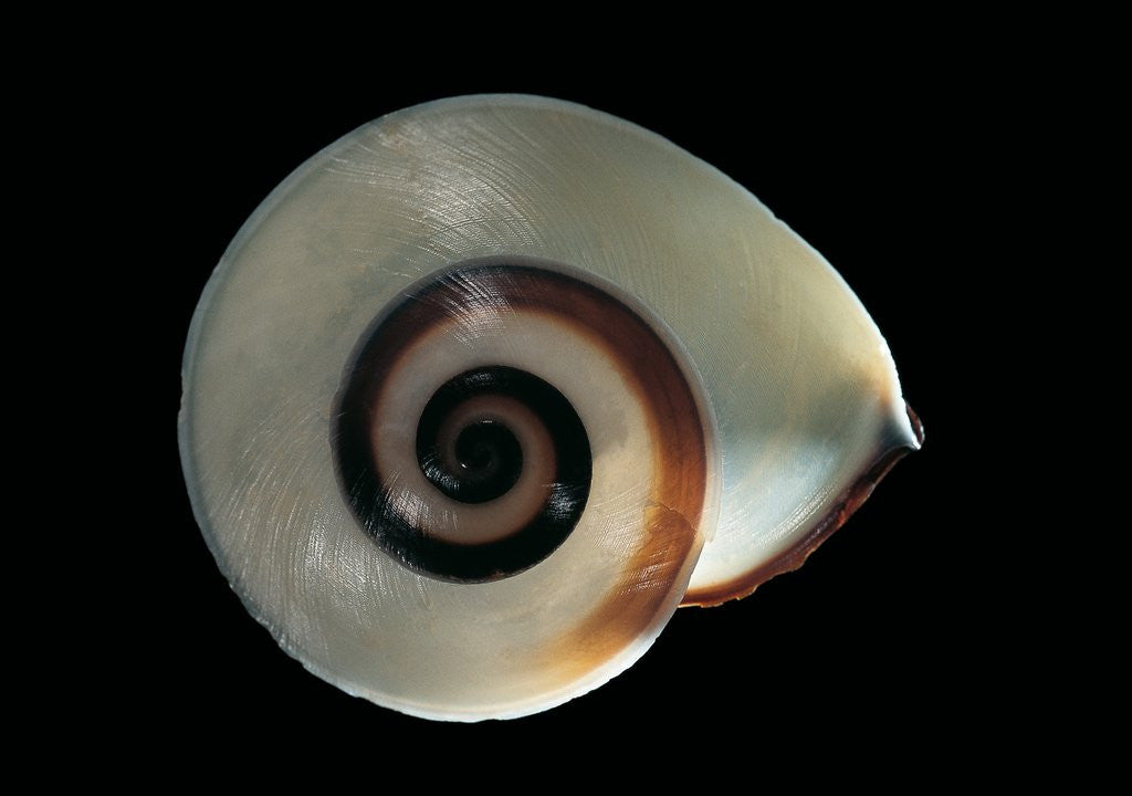 Detail of Chloraea sirena by Anonymous