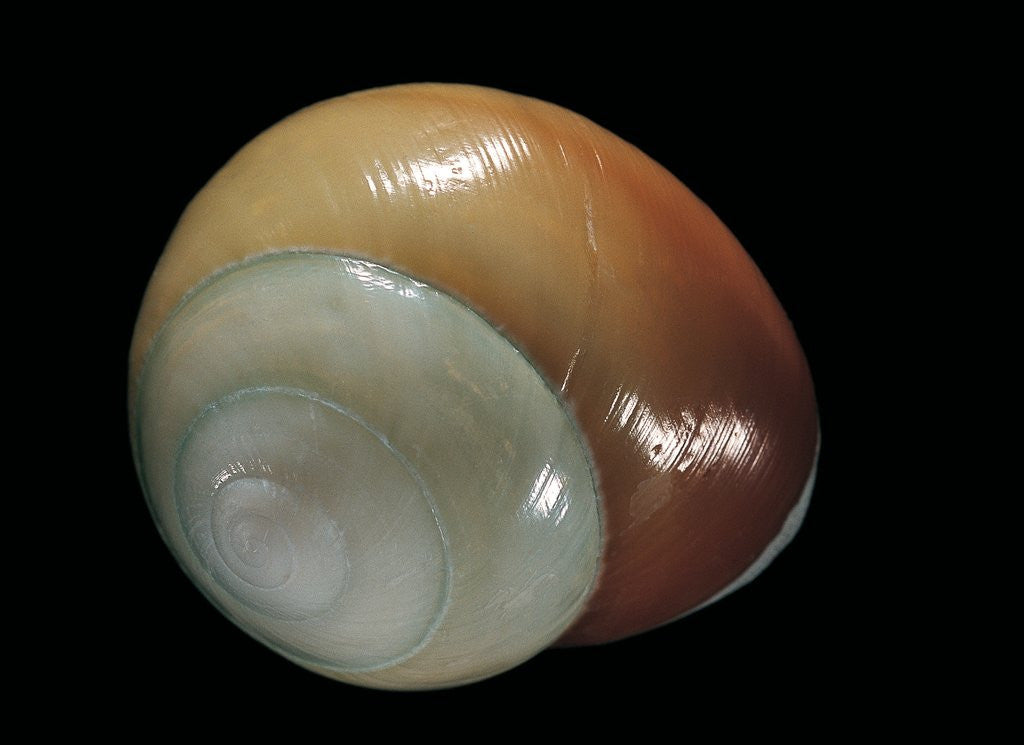 Detail of Elaphroconcha conchlostyloides by Anonymous