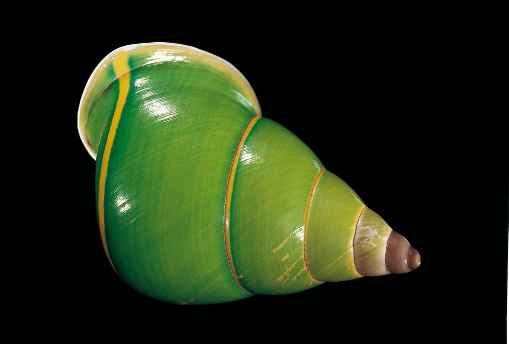 Detail of Papuina pulcherrima by Anonymous