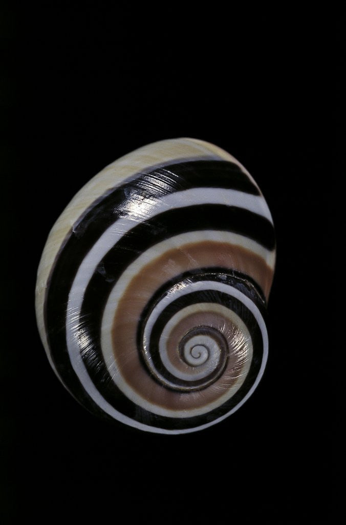 Detail of Polymita picta by Anonymous