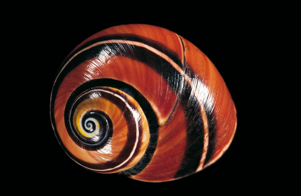 Detail of Polymita picta by Anonymous