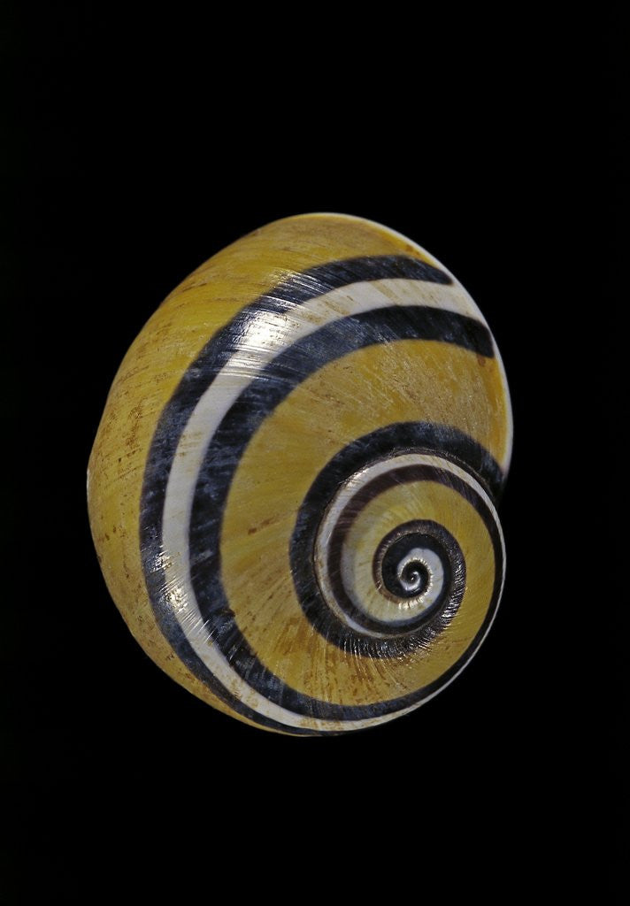 Detail of Polymita picta by Anonymous