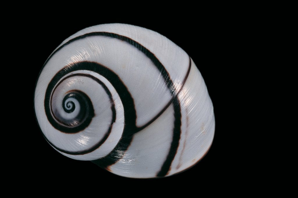 Detail of Polymita picta by Anonymous