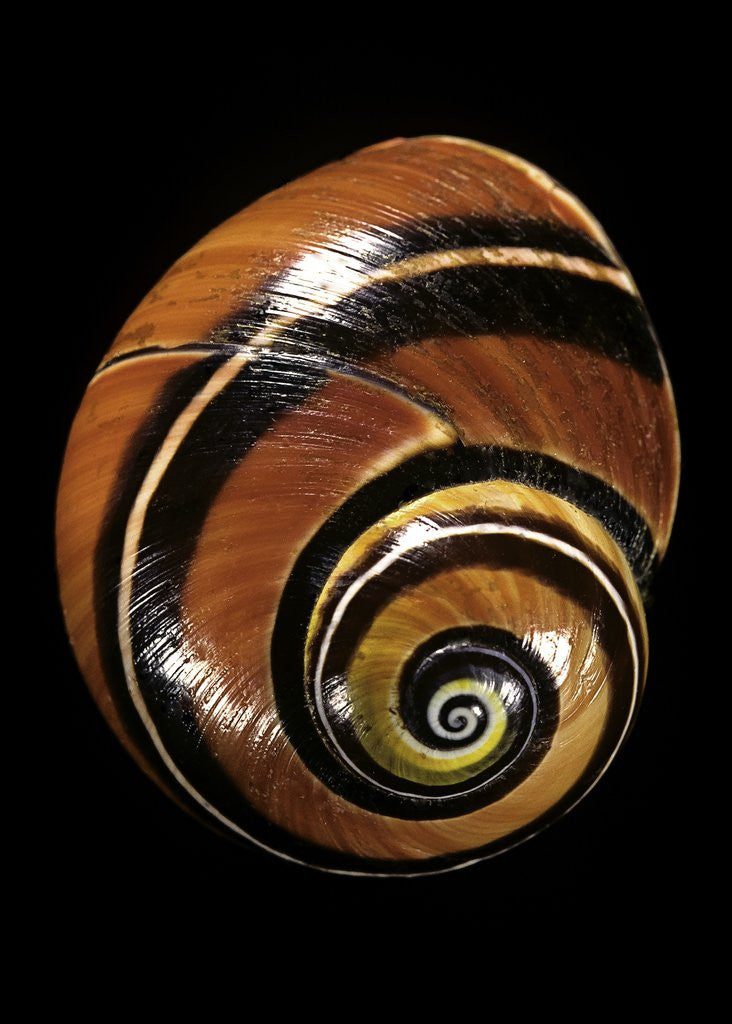 Detail of Polymita picta by Anonymous