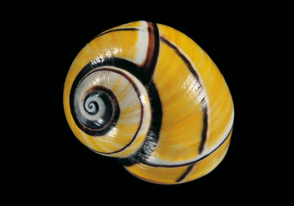 Detail of Polymita picta by Anonymous