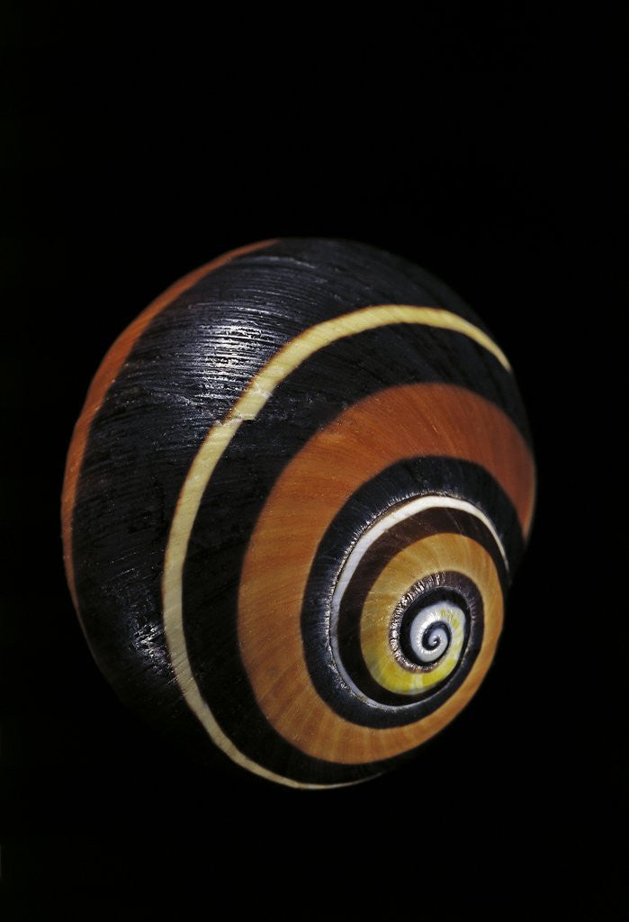 Detail of Polymita picta nigrolimbata by Corbis