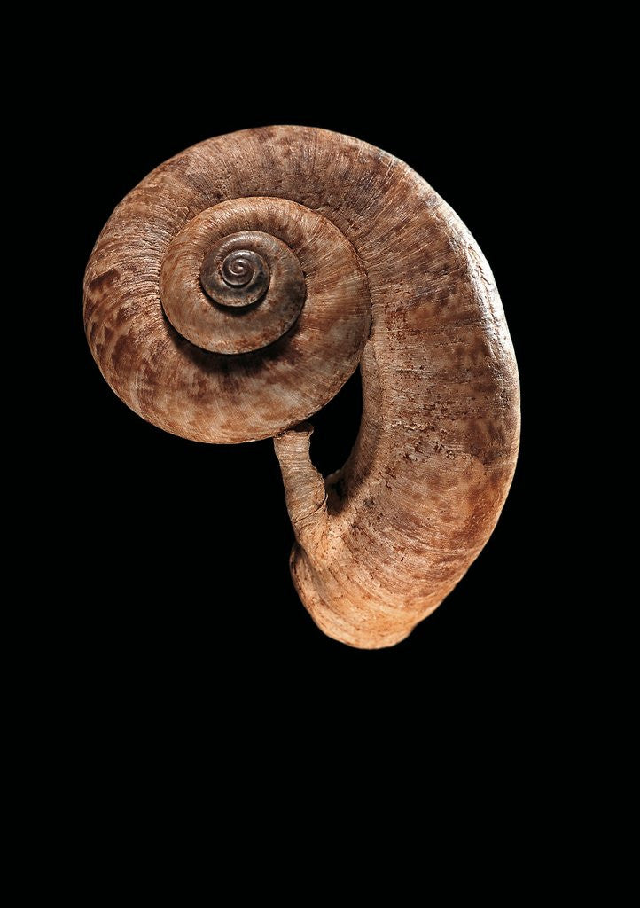 Detail of Rhiostoma housei by Anonymous