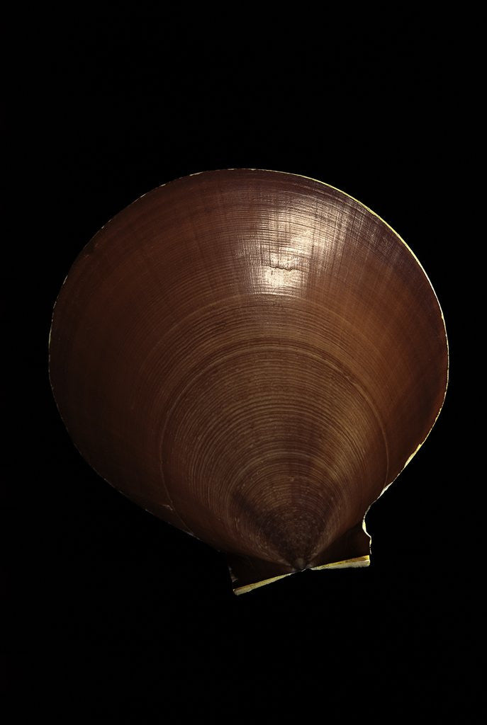 Detail of Amusium bednalli by Anonymous