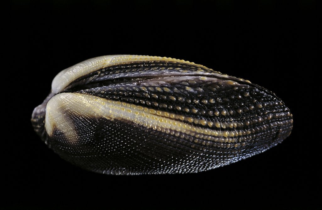 Detail of Arca navicularis by Anonymous