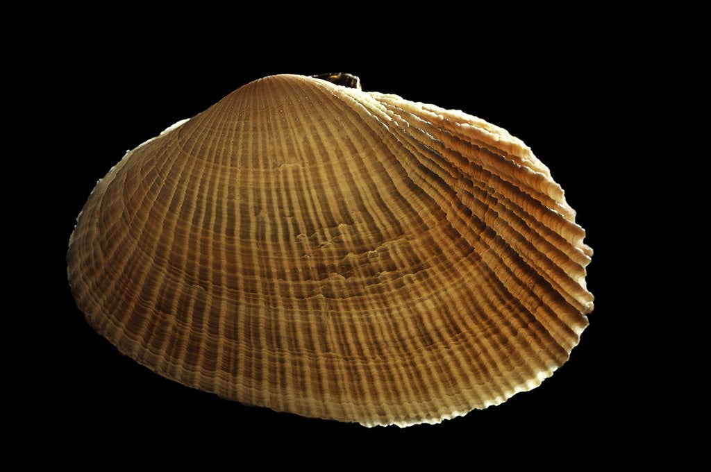 Detail of Asaphis violaceus by Anonymous