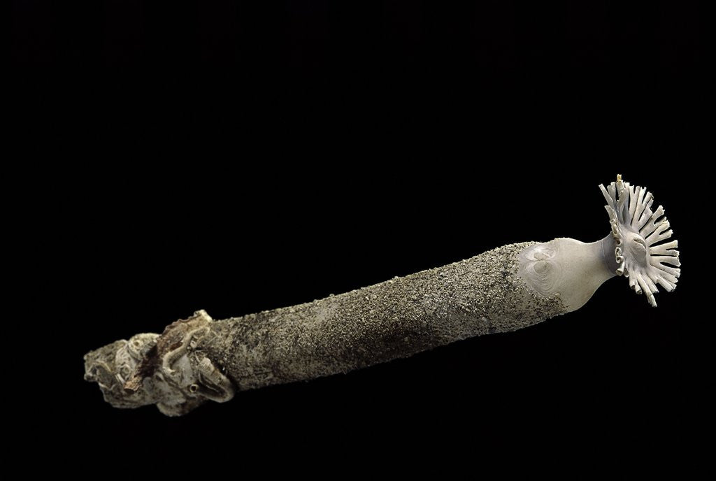 Detail of Brechites penis by Anonymous