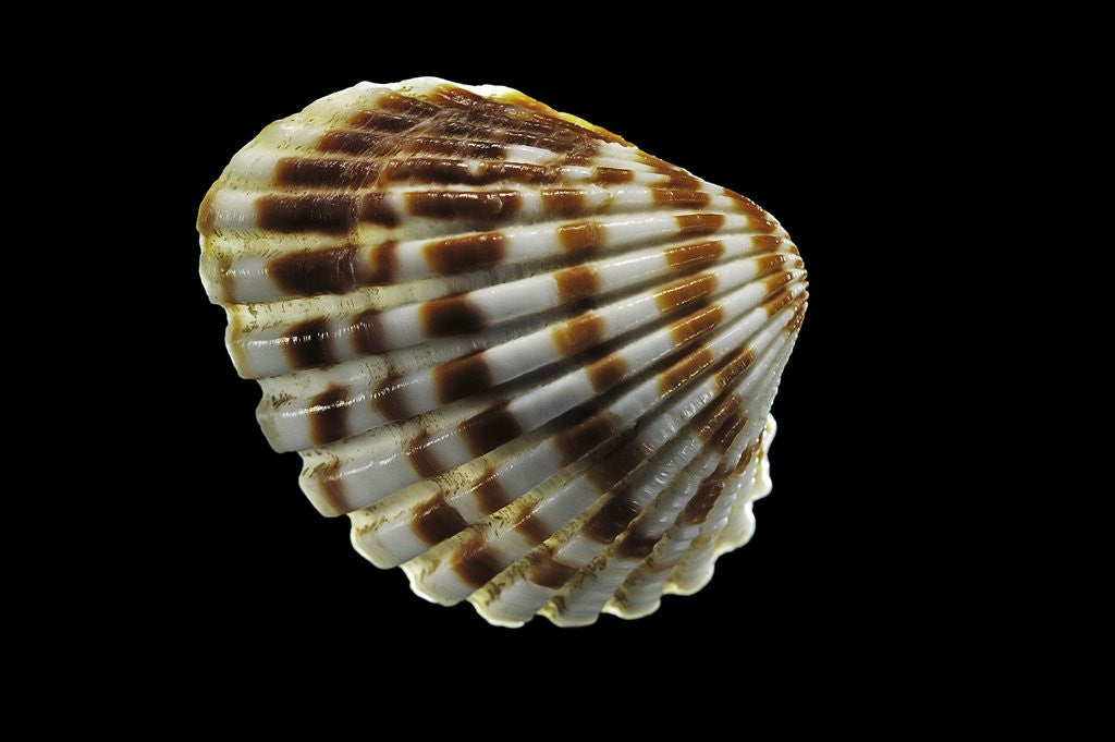 Detail of Cardita bicolor by Anonymous