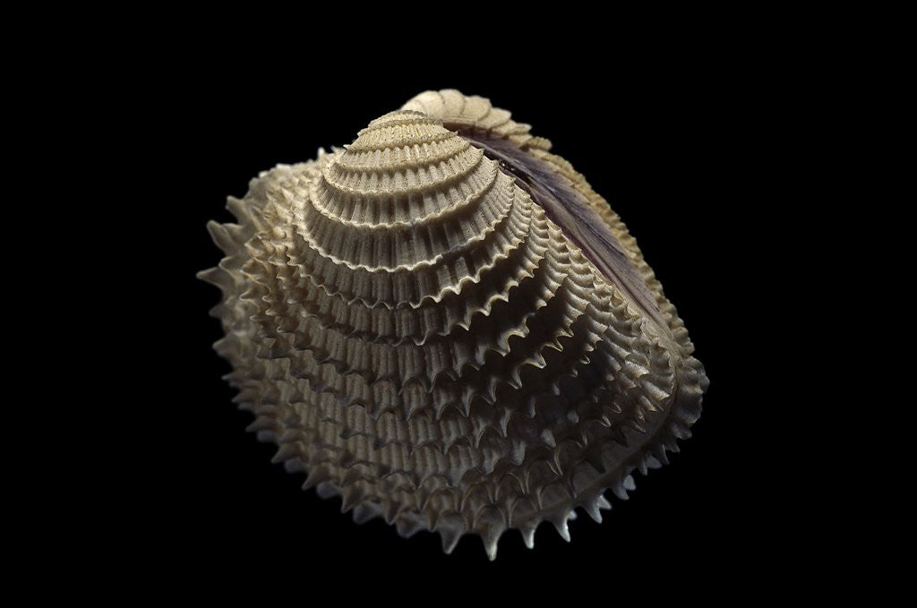 Detail of Chione gnidia by Anonymous