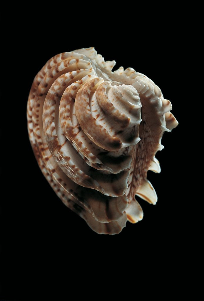 Detail of Chione paphia by Anonymous