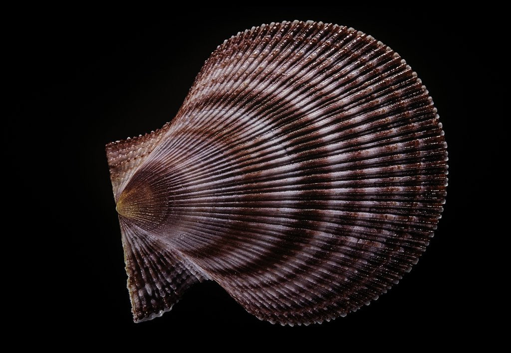 Detail of Chlamys islandicus by Anonymous