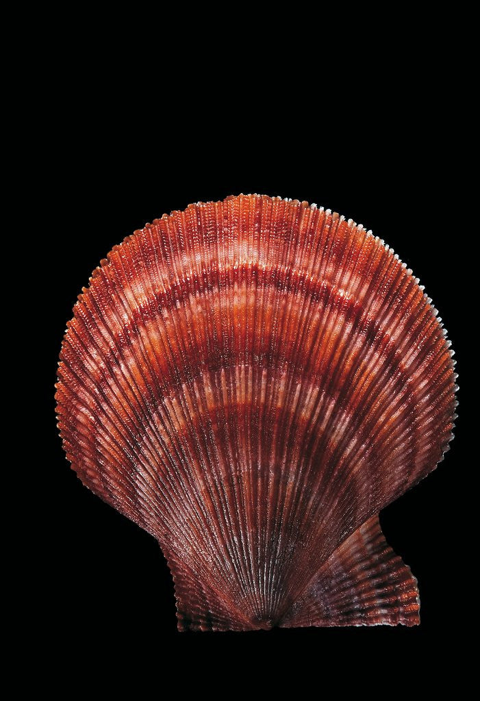 Detail of Chlamys islandicus by Anonymous