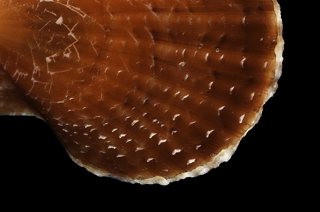 Detail of Chlamys squamosa by Anonymous