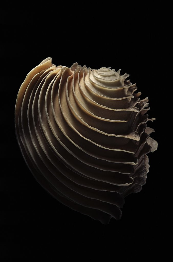 Detail of Circomphalus foliaceolamellosa by Anonymous