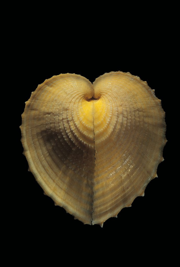Detail of Corculum cardissa by Anonymous