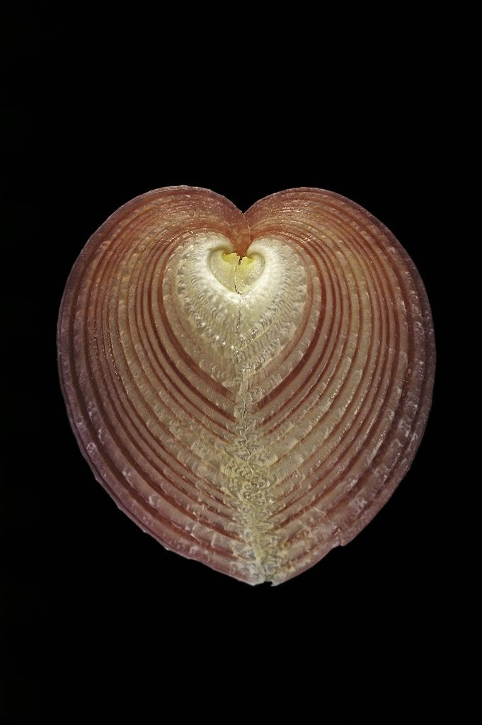 Detail of Corculum cardissa by Anonymous