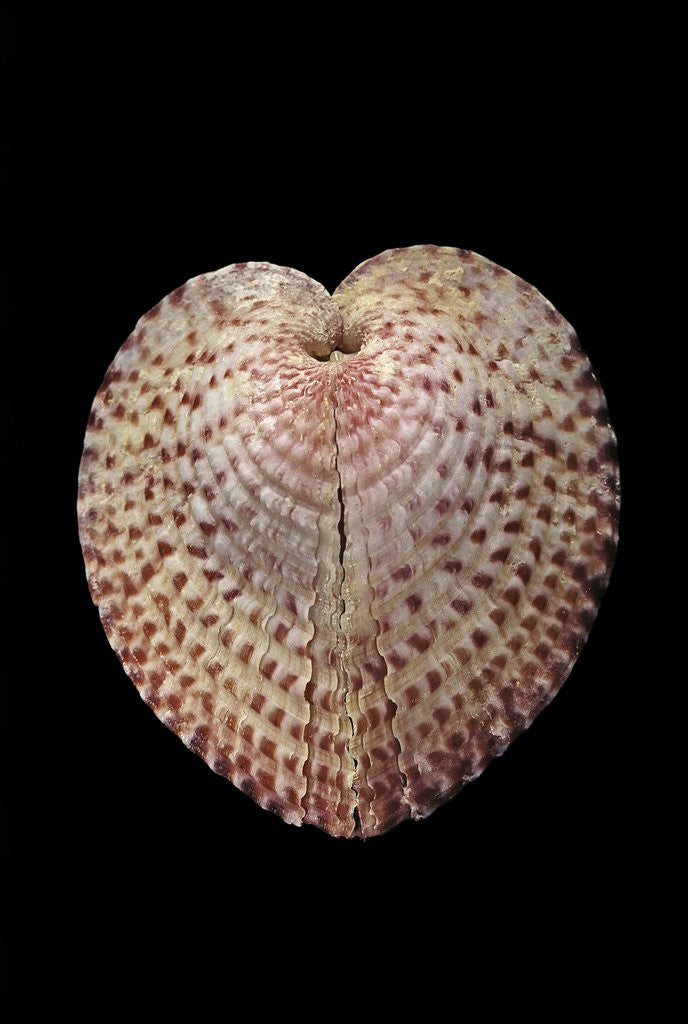 Detail of Corculum laevigatum by Anonymous