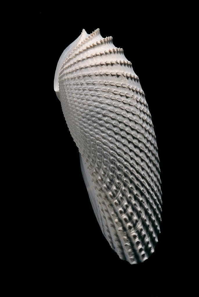 Detail of Cyrtopleura costata by Anonymous